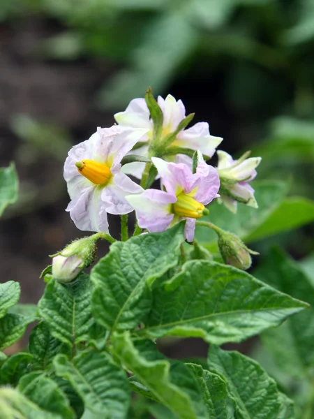 Arbusto de patatas con flores — Foto de Stock