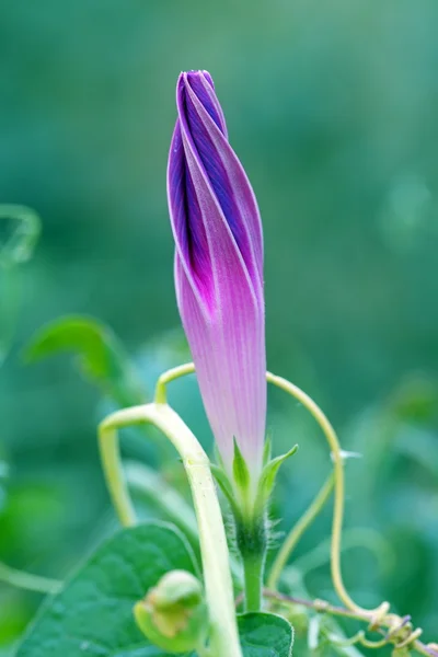 Flor violeta de uma erva daninha — Fotografia de Stock
