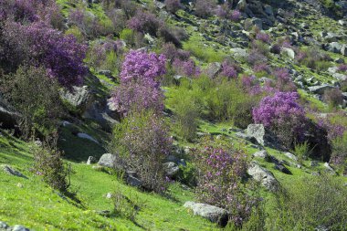 Bahar peyzaj çiçek açması bush ile