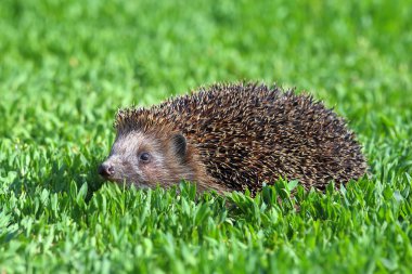 Yeşil çimenlerin üzerinde genç kirpi