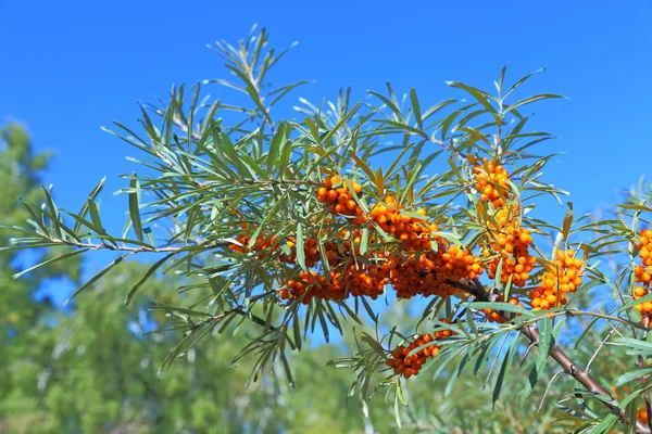 Ramo mar-buckthorn fechar — Fotografia de Stock