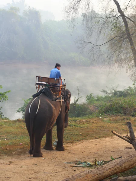 Mannen på en elefant i Thailand — Stockfoto