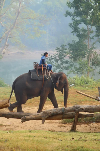 The driver goes on an elephant — Stock Photo, Image