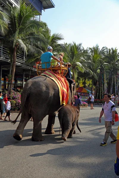 Прогулка по слонам в тропическом парке — стоковое фото