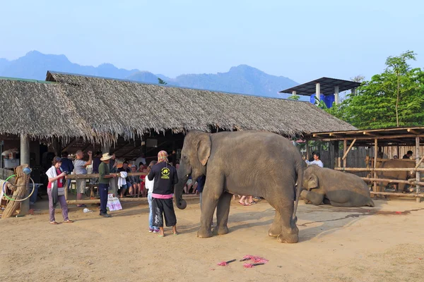 Underhållning med elefanter för turister i Thailand — Stockfoto