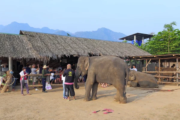 Entertainments with elephants for tourists in Thailand — Stock Photo, Image