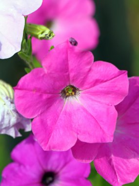 Petunya. Ekili çiçekler