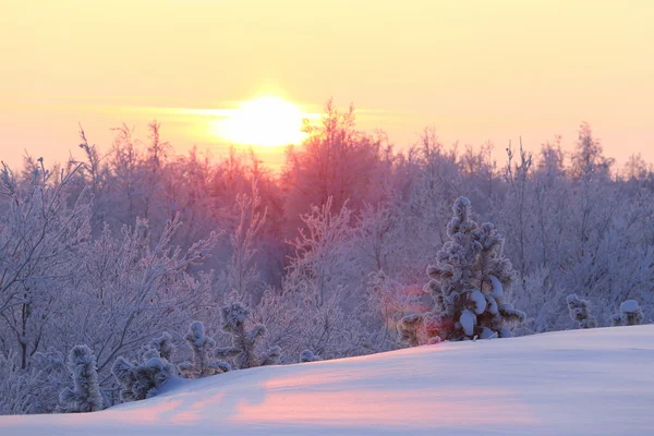 Зимний лес на Ямале — стоковое фото