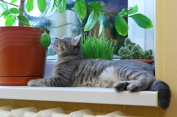 kedi pencere pervazında