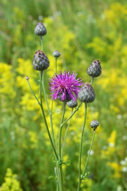 Peygamber çiçeği çiçek bir çayır üzerinde
