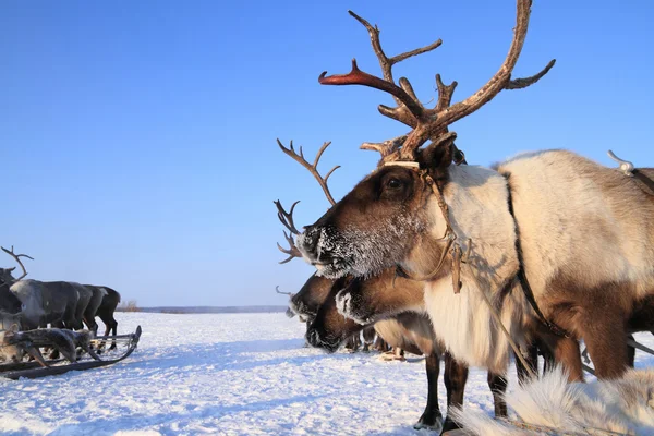 Reindeer against the blue sky — Stock Photo, Image