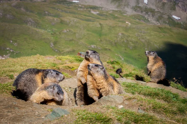 Marmot jag High Mountain — Stockfoto