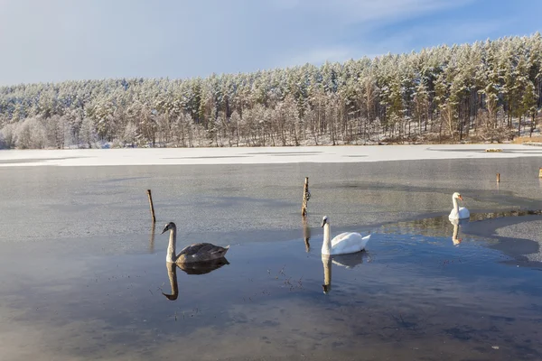Zwanen op de bevroren meer — Stockfoto
