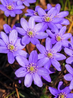 Ormanda yabani çiçekler