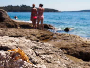 Tüy dökme Yengeç buzlu