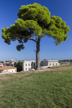 Tree Hill'de - Pula, Hırvatistan