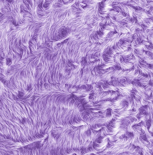 Violettes natürliches Fell Textur oder Hintergrund — Stockfoto