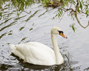 Gölde yüzen kuğu.