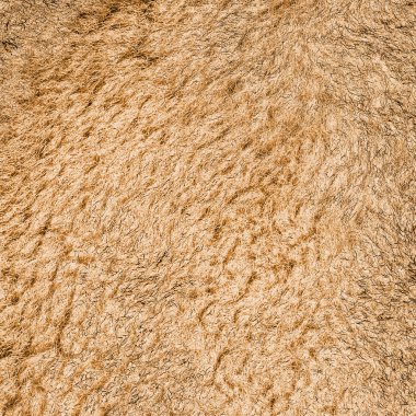 doğal tilki kürk doku veya arka plan 