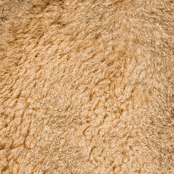 Textura natural de pele de raposa ou fundo — Fotografia de Stock