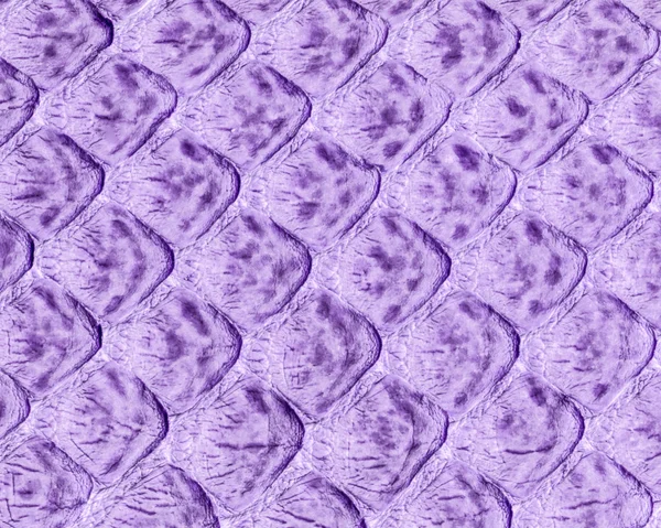 Violet snake skin texture or background — Stock Photo, Image