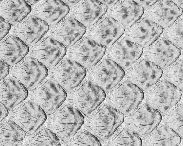 Gray snake skin texture or background — Stock Photo, Image