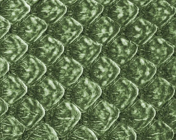 Piel de serpiente verde textura o fondo — Foto de Stock