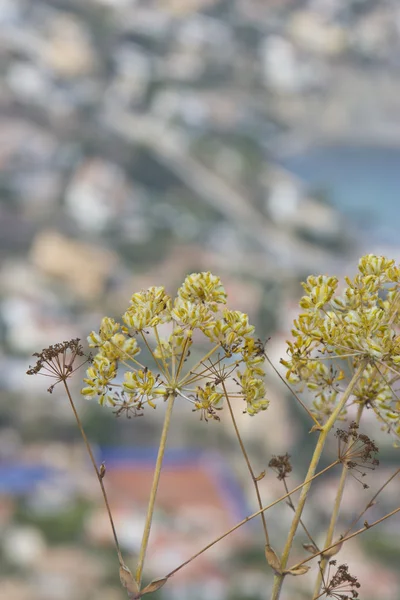 Planta detalhada alta que cresce na rocha — Fotografia de Stock