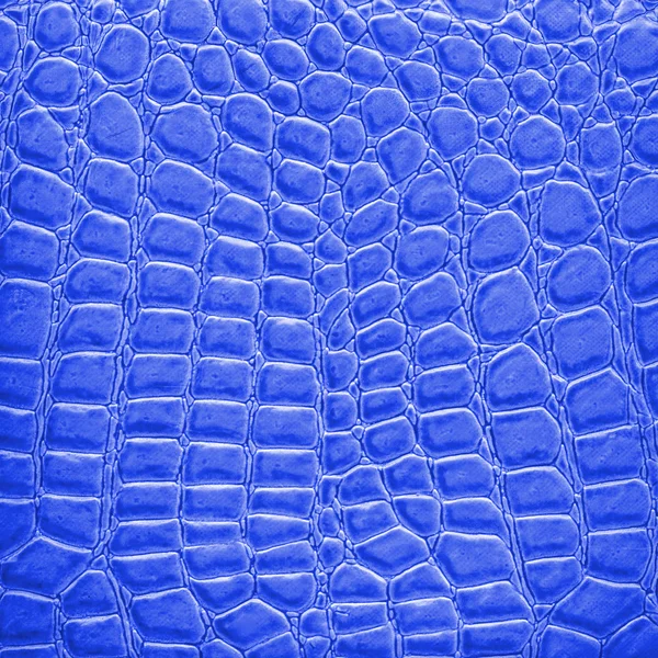 Modrá hadí kůže — Stock fotografie