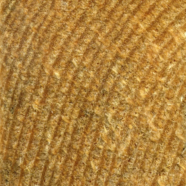 Texture of rough cut of a tree closeup — Stock Photo, Image