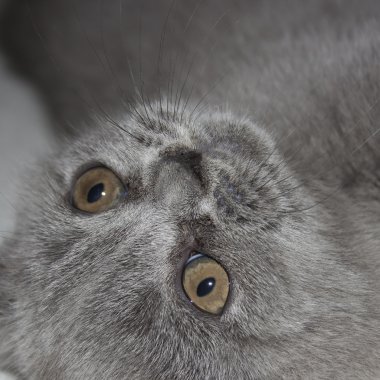 sevimli İngiliz kedi