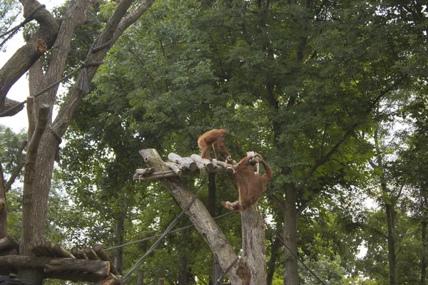 Два орангутана в зоопарке — стоковое фото