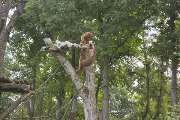 Dois Orangutan no zoológico — Fotografia de Stock