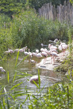 pink flamingos bir sürü