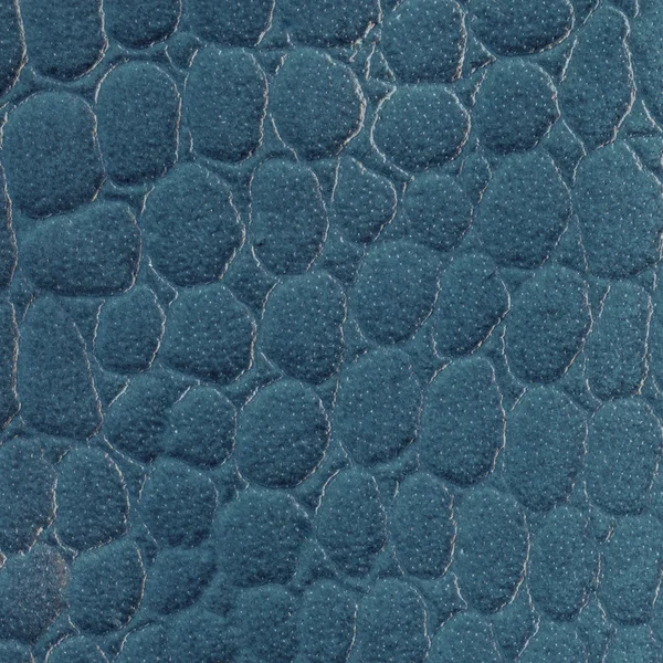 Frarment přírodní reptile kůže malované modrý — Stock fotografie