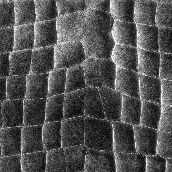 Kara Yılan deri deseninin arka plan — Stok fotoğraf