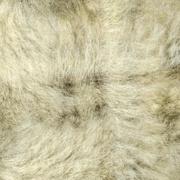背景として自然毛皮テクスチャ — ストック写真