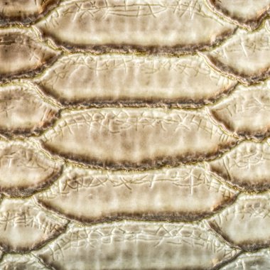 hafif kahverengi yılan deri desen portre