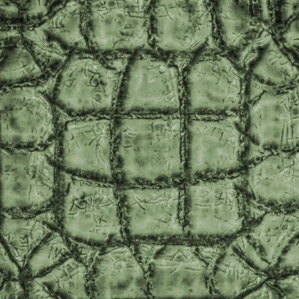 Fragment of green snake skin texture closeup — Stock Photo, Image