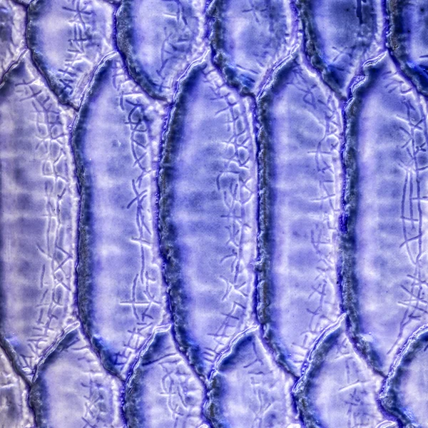 片段的蛇皮花纹漆成了蓝色 — 图库照片
