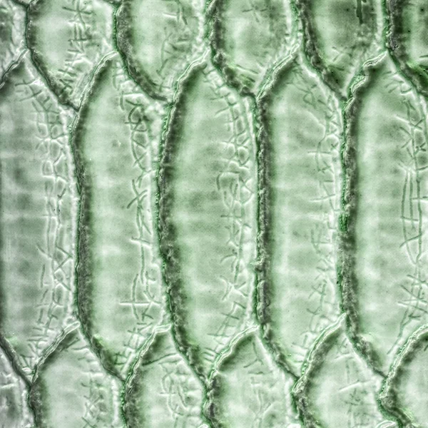 Fragment zelené umělé hadí kůže vzor — Stock fotografie