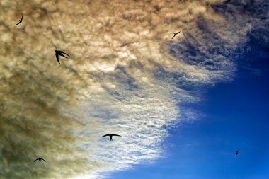 Swifts in the sky clipart