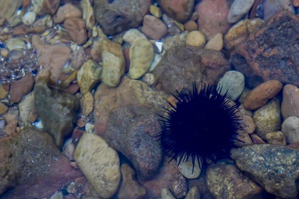 Sea urchin at the bottom
