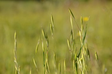 Yulaf alanında takip ediyor.