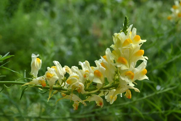 Toadflax genuino - Primer plano — Foto de Stock