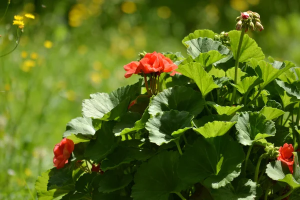 Red geranium in sunlight