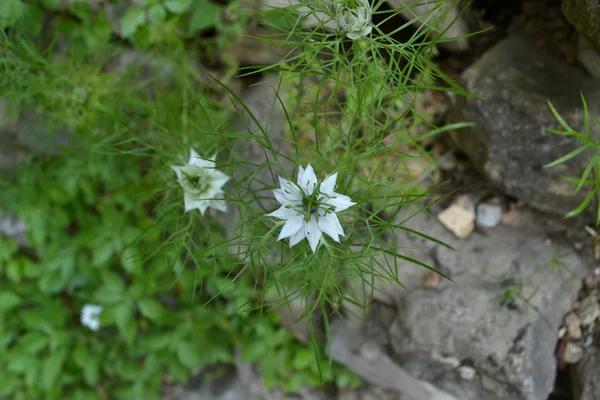 Nigella blanca - De cerca — Foto de Stock