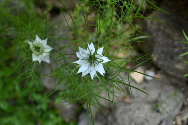 Nigella blanca - De cerca — Foto de Stock