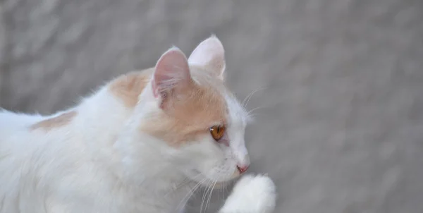 젊은 고양이-사이드 — 스톡 사진