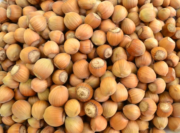Fresh hazelnuts - Background — Stock Photo, Image